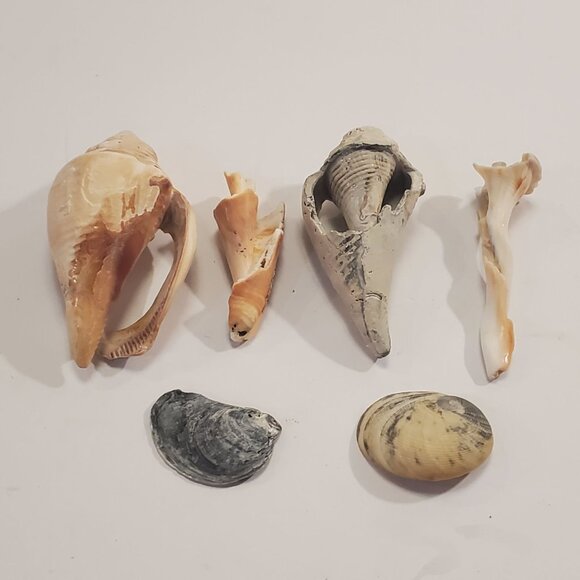 Assorted East Coastal Sea Shells Decorative Nautical - Lot of 6 - Picture 1 of 2